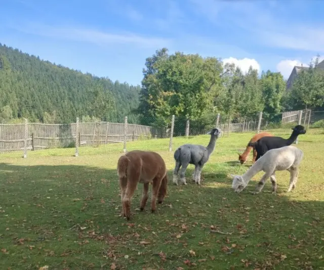 Alpaka-Hof in Olbernhau | Foto: Astrid Günther