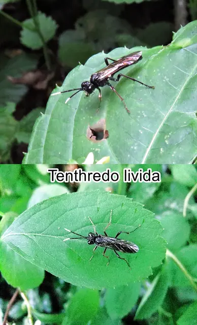 (odtN) Tenthredo livida Carl von Linné 1758
Ordnung:	Hautflügler (Hymenoptera)
Überfamilie:	Blattwespenartige (Tenthredinoidea)
Familie:	Echte Blattwespen (Tenthredinidae)
Unterfamilie:	Tenthredininae
Gattung:	Tenthredo
Art: Tenthredo livida
 | Foto: GvMeegen