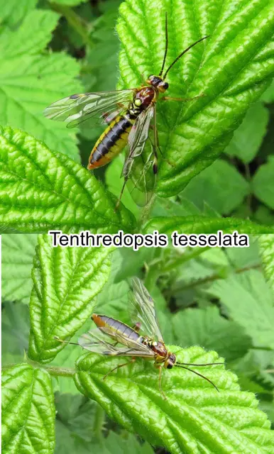 (odtN) Tenthredopsis tesselata  Johann Christoph Friedrich Klug 1817
Ordnung:	Hautflügler (Hymenoptera)
Sägewespen (Symphyta)
Familie:	Tenthredinidae (Echte Sägefliegen)
Unterfamilie:	Tenthredininae
Tribus:	Tenthredopsini
Art: Tenthredopsis tesselata 

 | Foto: GvMeegen