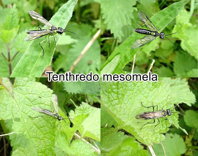 (odtN) Tenthredo mesomela  Carl von Linné 1758
Ordnung:	Hautflügler (Hymenoptera)
Unterordnung: Sägewespen (Symphyta)	
Familie:	Tenthredinidae
Gattung:	Tenthredo
Art: Tenthredo mesomela

 | Foto: GvMeegen