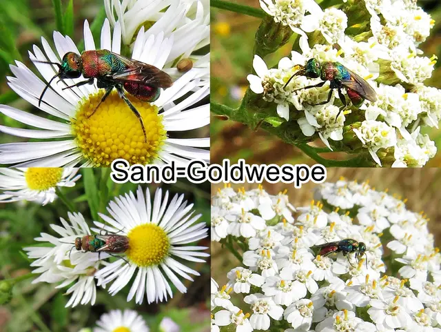 Sand-Goldwespe (Hedychrum nobile) Conte Giovanni Antonio Scopoli 1763
Ordnung:	Hautflügler (Hymenoptera)
Teilordnung:	Stechimmen (Aculeata)
Überfamilie:	Chrysidoidea
Familie:	Goldwespen (Chrysididae)
Unterfamilie:	Chrysidinae
Gattung:	Hedychrum
Art:	Sand-Goldwespe | Foto: GvMeegen