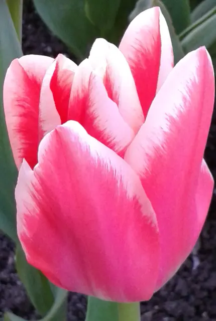 Foto: Iris Alefelder