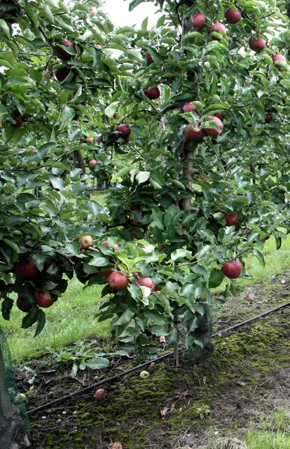 Zur Auswahl stehen verschiedene Obstbaumarten: Apfel-, Birnen-, Kirschen-, Quitten- und Pflaumenbäume. Im Bild sind Apfelbäume zu sehen.
Foto: Reiner Terhorst