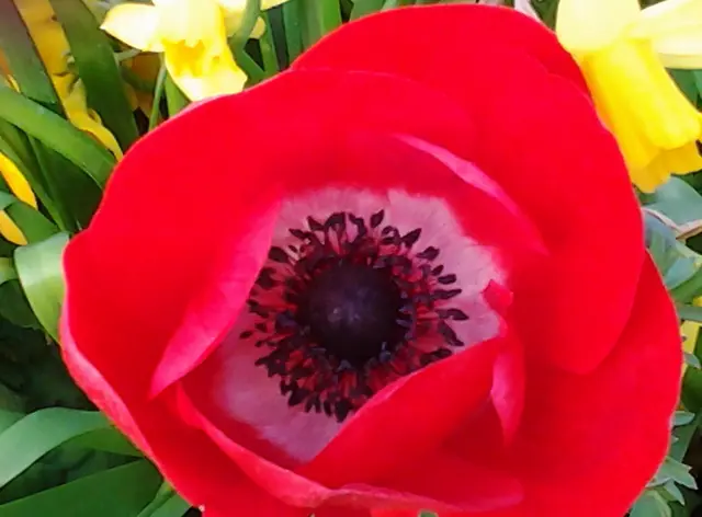 Foto: Iris Alefelder