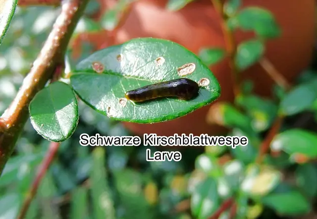 Schwarze Kirschblattwespe Larve (Caliroa cerasi) Carl von Linné 1758
Ordnung:	Hautflügler (Hymenoptera)
Überfamilie:	Blattwespenartige (Tenthredinoidea)
Familie:	Echte Blattwespen (Tenthredinidae)
Unterfamilie:	Heterarthrinae
Tribus:	Caliroini
Gattung:	Caliroa
Art:	Schwarze Kirschblattwespe | Foto: GvMeegen