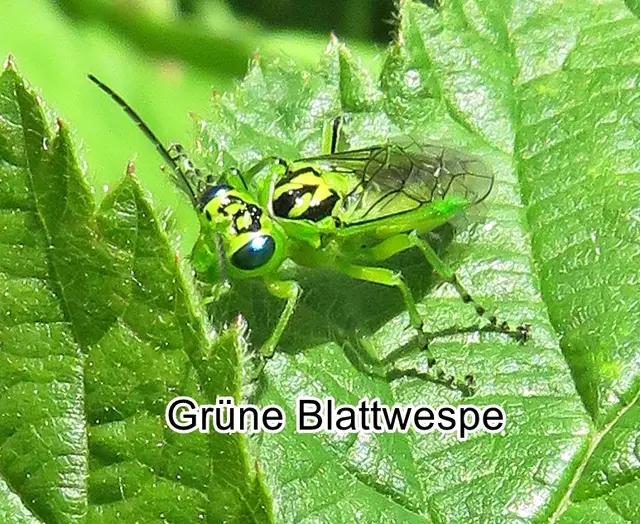 Grüne Blattwespe (Rhogogaster viridis) Carl von Linné 1758
Ordnung:	Hautflügler (Hymenoptera)
Unterordnung:	Sägewespen (Symphyta)
Familie:	Echte Blattwespen (Tenthredinidae)
Gattung:	Rhogogaster
Art: Grüne Blattwespe
 | Foto: GvMeegen