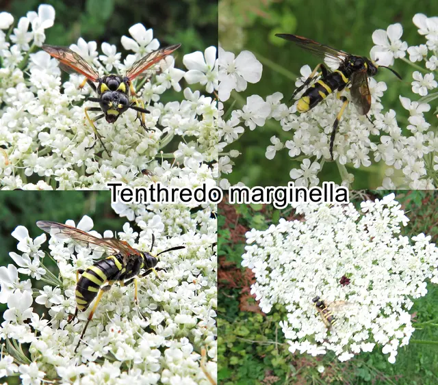 (odtN) Tenthredo marginella Johann Christian Fabricius 1793
Ordnung:	Hautflügler (Hymenoptera)
Familie:	Echte Blattwespen (Tenthredinidae)
Unterfamilie:	Tenthredininae
Tribus:	Tenthredinini
Gattung:	Tenthredo
Untergattung:	Tenthredo
Art:	Tenthredo marginella | Foto: GvMeegen