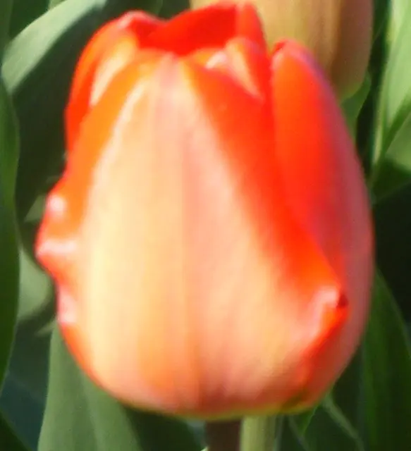 Foto: Iris Alefelder