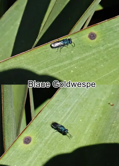 Blaue Goldwespe (Trichrysis cyanea) Carl von Linné 1758
Ordnung:	Hautflügler (Hymenoptera)
Teilordnung:	Stechimmen (Aculeata)
Überfamilie:	Chrysidoidea
Familie:	Goldwespen (Chrysididae)
Unterfamilie:	Chrysidinae
Gattung:	Trichrysis
Art:	Blaue Goldwespe | Foto: GvMeegen