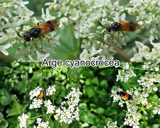(odtN) Arge cyanocrocea  Johann Reinhold Forster 1771
Ordnung:	Hautflügler (Hymenoptera)
Überfamilie:	Blattwespenartige (Tenthredinoidea)
Familie:	Bürstenhornblattwespen (Argidae)
Unterfamilie:	Arginae
Gattung:	Arge
Art:	Arge cyanocrocea | Foto: GvMeegen