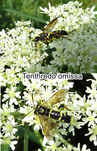 (odtN) Tenthredo omissa  Johann Reinhold Forster 1844
Ordnung:	Hautflügler (Hymenoptera)
Familie:	Echte Blattwespen (Tenthredinidae)
Unterfamilie:	Tenthredininae
Tribus:	Tenthredinini
Gattung:	Tenthredo
Untergattung:	Tenthredo
Art:	Tenthredo omissa
 | Foto: GvMeegen