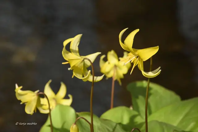 Berggarten im Jahreslauf (Foto: Katja Woidtke)

Hundszahn (Erythronium dens-canis) | Foto: Katja Woidtke