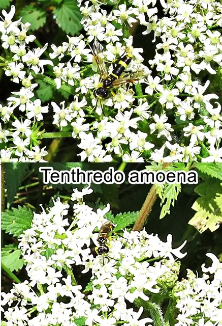 (odtN) Tenthredo amoena Johann Ludwig Christian Carl Gravenhorst 1807
Ordnung:	Hautflügler (Hymenoptera)
Überfamilie:	Blattwespenartige (Tenthredinoidea)
Familie:	Echte Blattwespen (Tenthredinidae)
Unterfamilie:	Tenthredininae
Gattung:	Tenthredo
Art:	Tenthredo amoena | Foto: GvMeegen