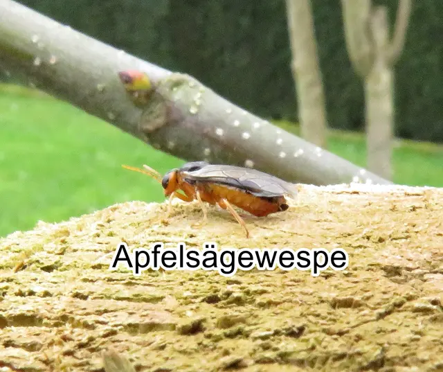 Apfelsägewespe (Hoplocampa testudinea) Johann Christoph Friedrich Klug 1816
Ordnung:	Hautflügler (Hymenoptera)
Überfamilie:	Blattwespenartige (Tenthredinoidea)
Familie:	Echte Blattwespen (Tenthredinidae)
Gattung:	Hoplocampa
Art:	Apfelsägewespe | Foto: GvMeegen