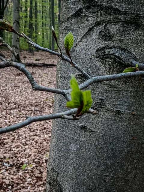 #SpringIsHere 2026

Abends im Wald, Mystisch und Geheimnisvoll | Foto: Christoph Niersmann 