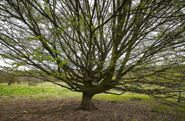 Baum mit sehr kurzem Stamm und ausladender Krone | Foto: Shima Mahi