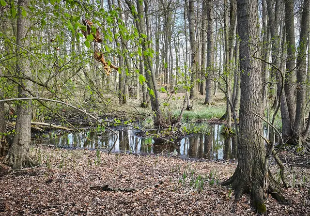 Sumpfige Flächen im Naturwald | Foto: Shima Mahi