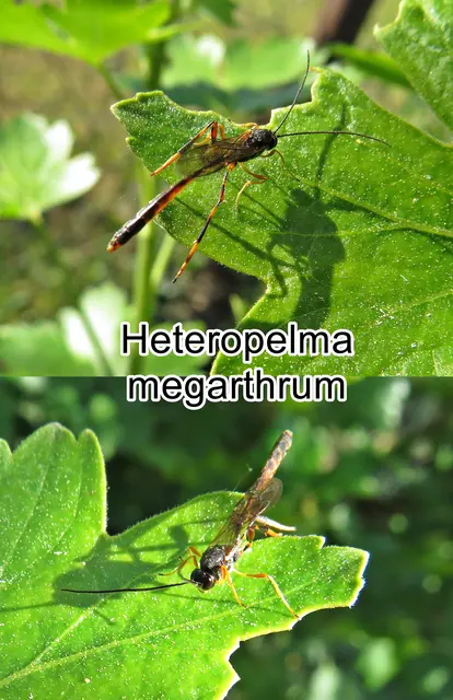 (odtN) Heteropelma megarthrum  Julius Theodor Christian Ratzeburg 1848
Ordnung:	Hautflügler (Hymenoptera)
Überfamilie: Schlupfwespenartige (Ichneumonoidea)
Familie: Schlupfwespen (Ichneumonidae)
Gattung: Heteropelma
Art: Heteropelma megarthrum
 | Foto: GvMeegen
