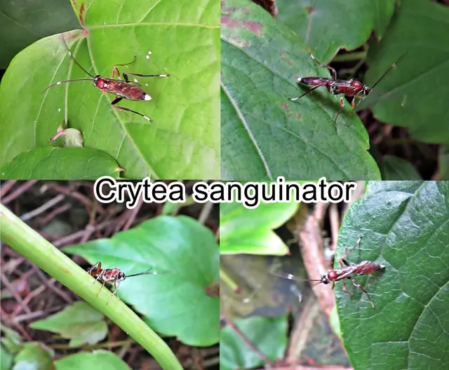 (odtN) Crytea sanguinator  Pietro Rossi 1794
Ordnung:	Hautflügler (Hymenoptera)
Überfamilie:	Schlupfwespenartige (Ichneumonoidea)
Familie:	Schlupfwespen (Ichneumonidae)
Unterfamilie:	Ichneumoninae
Tribus:	Ichneumonini
Gattung:	Crytea
Art:	Crytea sanguinator | Foto: GvMeegen