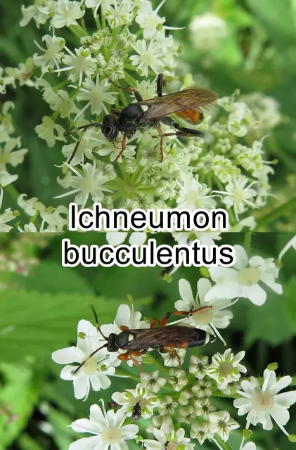 (odtN) Ichneumon bucculentus  Constantin Wesmael 1845
Ordnung:	Hautflügler (Hymenoptera)
Überfamilie: Schlupfwespenartige (Ichneumonoidea)
Familie: Schlupfwespen (Ichneumonidae)
Gattung: Ichneumon
Art: Ichneumon bucculentus   | Foto: GvMeegen