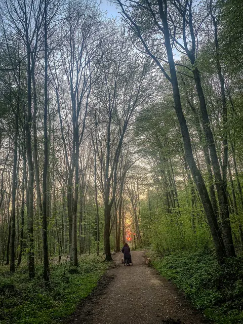 #SpringIsHere 2026

Abends im Wald, Mystisch und Geheimnisvoll | Foto: Christoph Niersmann 