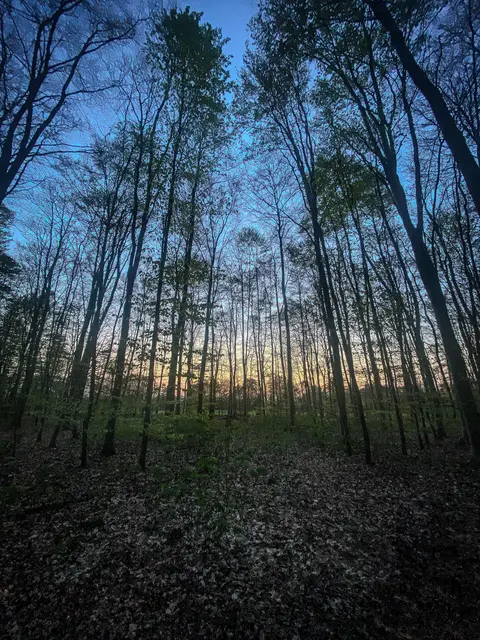 #SpringIsHere 2026

Abends im Wald, Mystisch und Geheimnisvoll | Foto: Christoph Niersmann 