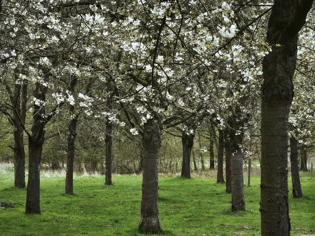 Hier sieht man den Beginn der Blüte | Foto: Shima Mahi