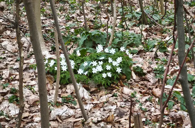Vom Hain aus gelangt man in den Stadtwald Eilenriede. Hier blühten die Buschwindröschen. | Foto: Shima Mahi
