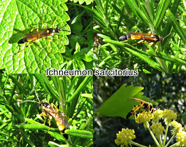 (odtN) Ichneumon sarcitorius  Ichneumon sarcitorius Carl von Linné 1758

Ordnung:	Hautflügler (Hymenoptera)
Familie:	Schlupfwespen (Ichneumonidae)
Unterfamilie:	Ichneumoninae
Tribus:	Ichneumonini
Gattung:	Ichneumon
Art:	Ichneumon sarcitorius | Foto: GvMeegen