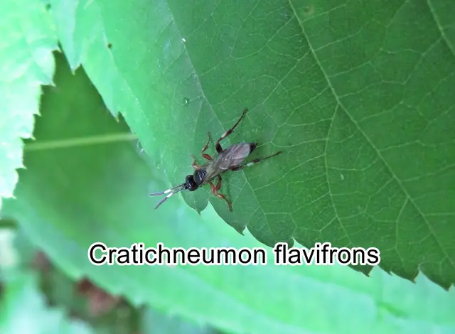 (odtN) Cratichneumon flavifrons  Franz de Paula Schrank 1781
Ordnung:	Hautflügler (Hymenoptera)
Überfamilie:	Schlupfwespenartige (Ichneumonoidea)
Familie:	Schlupfwespen (Ichneumonidae)
Unterfamilie:	Ichneumoninae
Tribus:	Ichneumonini
Gattung:	Cratichneumon
Art:	Cratichneumon flavifrons | Foto: GvMeegen