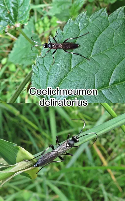 (odtN) Coelichneumon deliratorius  Carl von Linné 1758
Ordnung:	Hautflügler (Hymenoptera)
Familie: Schlupfwespen (Ichneumonidae)
Genus:	Coelichneumon
Art: Coelichneumon deliratorius
 | Foto: GvMeegen