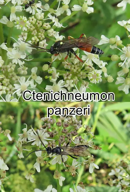 (odtN) Ctenichneumon panzeri  Constantin Wesmael 1845
Ordnung:	Hautflügler (Hymenoptera)
Überfamilie:	Schlupfwespenartige (Ichneumonoidea)
Familie:	Schlupfwespen (Ichneumonidae)
Unterfamilie:	Ichneumoninae
Tribus:	Ichneumonini
Gattung:	Ctenichneumon
Art:	Ctenichneumon panzeri | Foto: GvMeegen