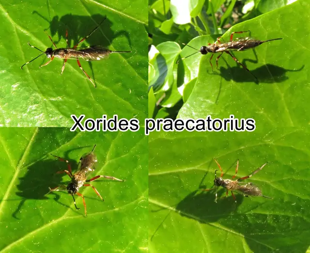 (odtN) Xorides praecatorius  Johann Christian Fabricius 1793
Ordnung:	Hautflügler (Hymenoptera)
Überfamilie:	Schlupfwespenartige (Ichneumonoidea)
Familie:	Schlupfwespen (Ichneumonidae)
Unterfamilie:	Xoridinae
Gattung:	Xorides
Untergattung:	Xorides
Art:	Xorides praecatorius | Foto: GvMeegen