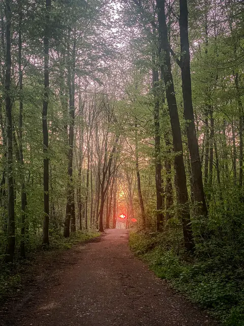#SpringIsHere 2026

Abends im Wald, Mystisch und Geheimnisvoll | Foto: Christoph Niersmann 
