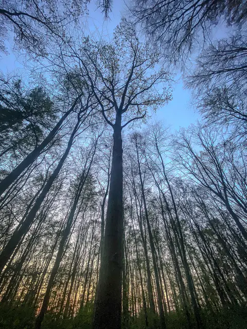 #SpringIsHere 2026

Abends im Wald, Mystisch und Geheimnisvoll | Foto: Christoph Niersmann 