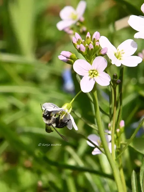 Insekten in Deutschland (Foto: Katja Woidtke)

Graue Sandbiene (Andrena cineraria) an den Blüten des Wiesenschaumkrauts (Cardamine pratensis) - entdeckt im Berggarten Herrenhausen (ungefragte und unbezahlte Werbung wegen Namensnennung) | Foto: Katja Woidtke