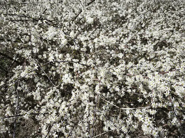 Blühende Hecke im Stadtpark Langenhagen | Foto: Shima Mahi