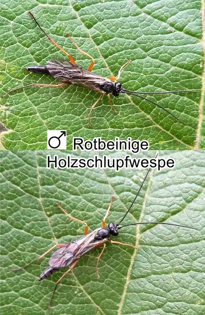 Männchen Rotbeinige Holzschlupfwespe (Ephialtes manifestator) Carl von Linné 1758
Ordnung:	Hautflügler (Hymenoptera)
Unterordnung: Taillenwespen (Apocrita)
Familie: Schlupfwespen (Ichneumonidae)
Tribus: Ephialtini
Art: Rotbeinige Holzschlupfwespe | Foto: GvMeegen