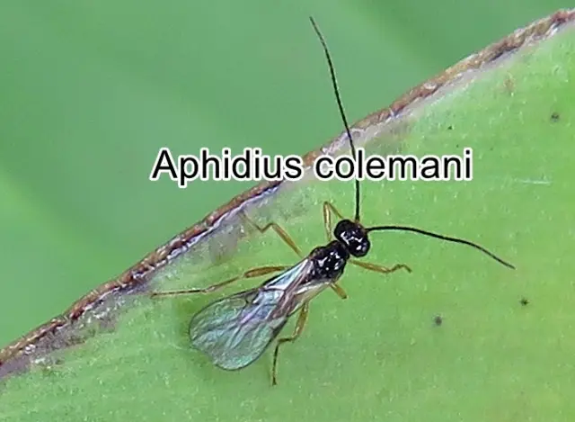 (odtN) Aphidius colemani  Henry Lorenz Viereck 1912
Ordnung:	Hautflügler (Hymenoptera)
Familie: Schlupfwespen (Ichneumonidae)
Unterfamilia: Aphidiinae
Gattung: Aphidius
Art: Aphidius colemani | Foto: GvMeegen
