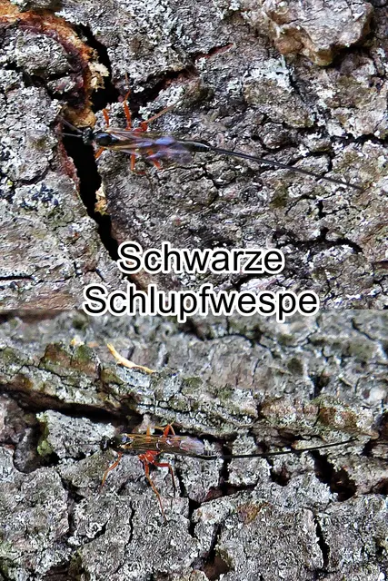 Schwarze Schlupfwespe (Pimpla rufipes)  John Sebastian Miller 1759
Ordnung:	Hautflügler (Hymenoptera)
Überfamilie:	Schlupfwespenartige (Ichneumonoidea)
Familie:	Schlupfwespen (Ichneumonidae)
Unterfamilie:	Pimplinae
Tribus:	Pimplini
Gattung:	Pimpla
Art:	Schwarze Schlupfwespe | Foto: GvMeegen