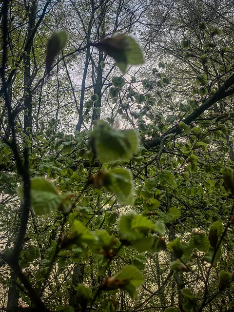 #SpringIsHere 2026

Abends im Wald, Mystisch und Geheimnisvoll | Foto: Christoph Niersmann 