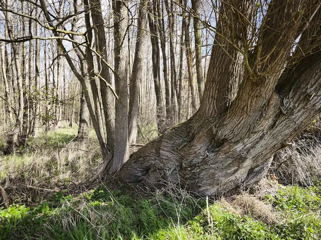 Beeindruckender Baum | Foto: Shima Mahi
