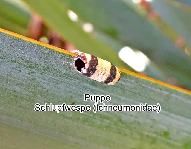 Puppe einer Schlupfwespe (Ichneumonidae) Pierre André Latreille 1802
Ordnung:	Hautflügler (Hymenoptera)
Unterstamm:	Sechsfüßer (Hexapoda)
Klasse:	Insekten (Insecta)
Ordnung:	Hautflügler (Hymenoptera)
Unterordnung:	Taillenwespen (Apocrita)
Überfamilie:	Schlupfwespenartige (Ichneumonoidea)
Familie:	Schlupfwespen | Foto: GvMeegen