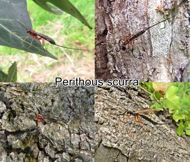 (odtN) Perithous scurra  Georg Wolfgang Franz Panzer 1804
Ordnung:	Hautflügler (Hymenoptera)
Familie: Schlupfwespen (Ichneumonidae)
Gattung:	Perithous
Art: Perithous scurra | Foto: GvMeegen