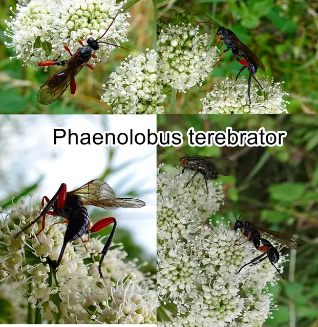 (odtN) Phaenolobus terebrator  Giovanni Antonio Scopoli 1763
Ordnung:	Hautflügler (Hymenoptera)
Überfamilie: Schlupfwespenartige (Ichneumonoidea)
Familie: Schlupfwespen (Ichneumonidae)
Gattung: Phaenolobus
Art: Phaenolobus terebrator
 | Foto: GvMeegen