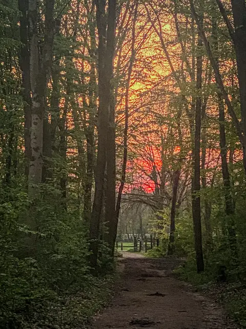 #SpringIsHere 2026

Abends im Wald, Mystisch und Geheimnisvoll | Foto: Christoph Niersmann 