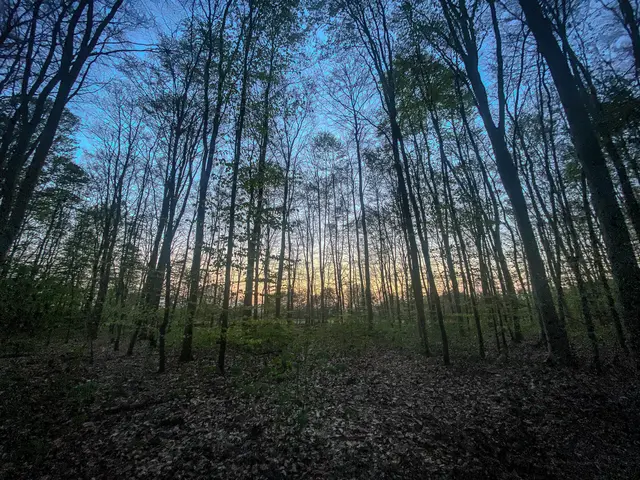 #SpringIsHere 2026

Abends im Wald, Mystisch und Geheimnisvoll | Foto: Christoph Niersmann 