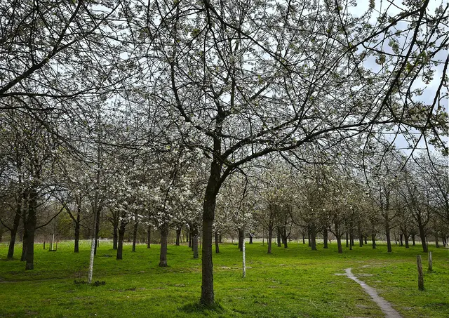 Spaziergang unter dem Blütendach des Hiroshima-Hains | Foto: Shima Mahi