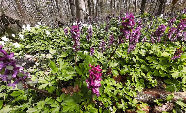 Lerchensporn in der Eilenriede | Foto: Shima Mahi