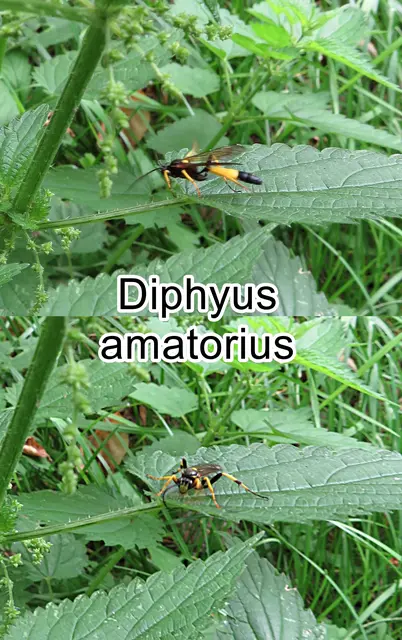 (odtN) Diphyus amatorius   Cornelius Herman Muller 1776
Ordnung:	Hautflügler (Hymenoptera)
Familie: Schlupfwespen (Ichneumonidae)
Gattung: Diphyus
Art: Diphyus amatorius 
 | Foto: GvMeegen